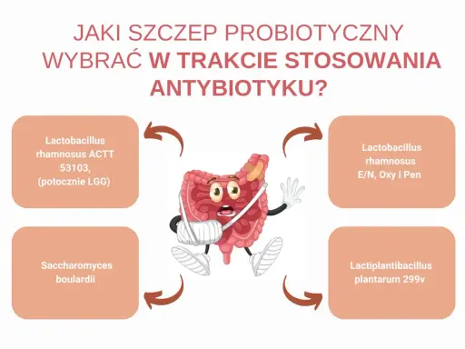Grafika przedstawia jelita w bandażach, obok nich nazwy probiotyków, w tym Lactobacillus rhamnosus, sugerując wybór wsparcia podczas antybiotykoterapii.