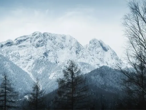 Zimowe Tatry dla początkujących: ośnieżone szczyty, gęste lasy i samotne drzewa tworzą malowniczy krajobraz.