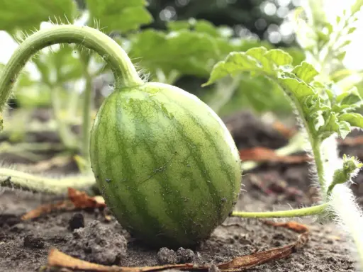Kleine, grüne Wassermelone wächst am Boden. Die ersten Anzeichen, dass das Wassermelone pflanzen erfolgreich war.