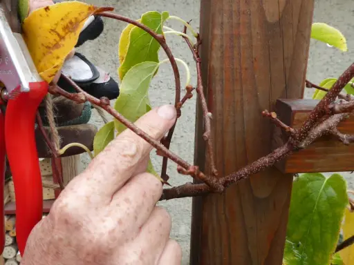 Gärtner bereitet das kiwi schneiden vor, hält eine Gartenschere und zeigt auf einen Ast.