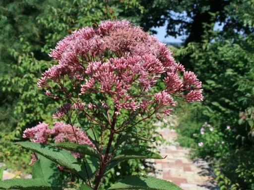 Ein üppiger Wasserdost-Standort mit rosa Blütenständen und grünen Blättern. Ein Weg aus Ziegelsteinen führt durch den Garten.
