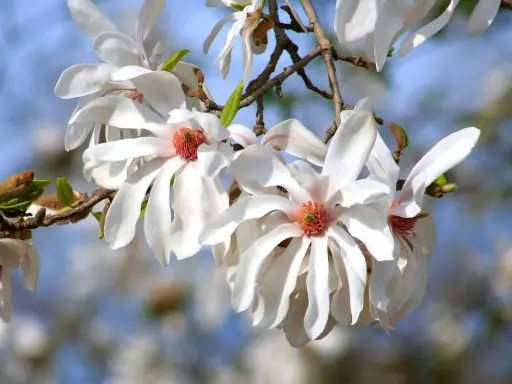 Delikatne, białe kwiaty magnolii, jedne z najpiękniejszych magnolii odmian, rozkwitają na tle błękitnego nieba.
