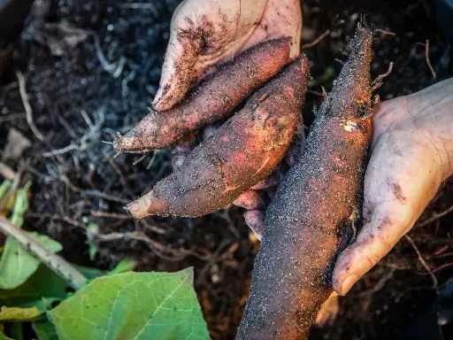 Mains terreuses tenant plusieurs poires de terre fraîchement récoltées, encore couvertes de terre et de racines.