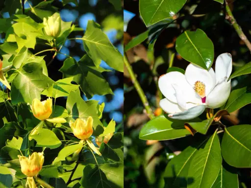 Gros plan sur des fleurs de tulipier jaune et une fleur de magnolia blanche, entourées de feuilles vertes.