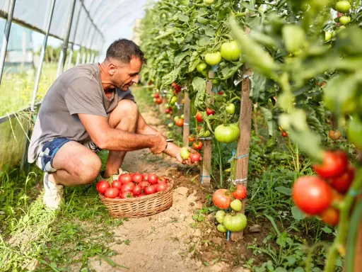 Un homme récolte des tomates mûres dans une serre. La plantation de tomates est luxuriante et promet une belle récolte.