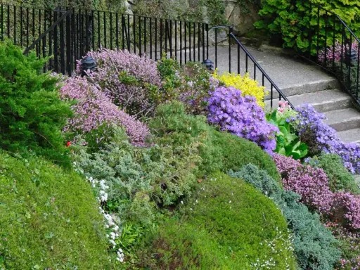 Un massif luxuriant de plantes vivaces pour massif, avec des bruyères roses, des azalées violettes et des conifères verts, bordant un escalier en pierre.