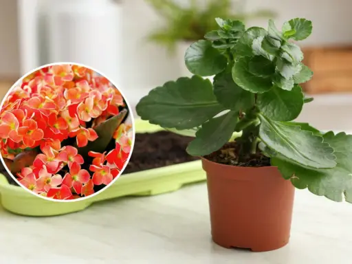 Kalanchoe jak dbać: zielona roślina w doniczce obok zbliżenia na jej pomarańczowe kwiaty.