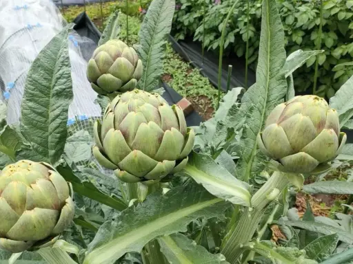 Quatre jeunes plants d'artichauts promettent une belle récolte. Leurs gros bourgeons verts sont prêts à éclore.
