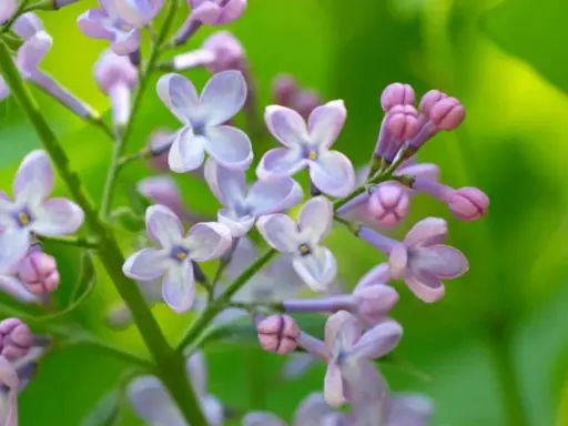 Delicate lilac blossoms, a sign that lilac bushes bloom in spring, unfurl their pale purple petals against a soft green background.