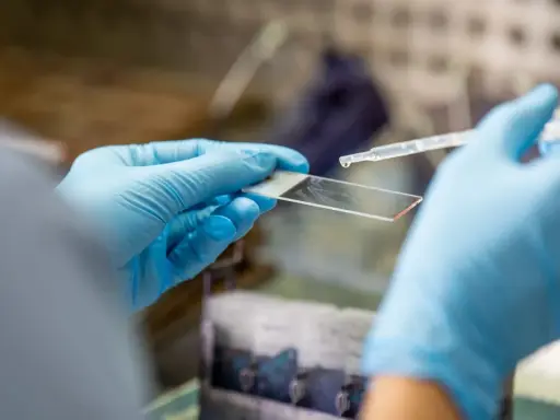 Ręce w niebieskich rękawiczkach trzymają szkiełko mikroskopowe, na które pipetą dodawana jest kropla płynu.