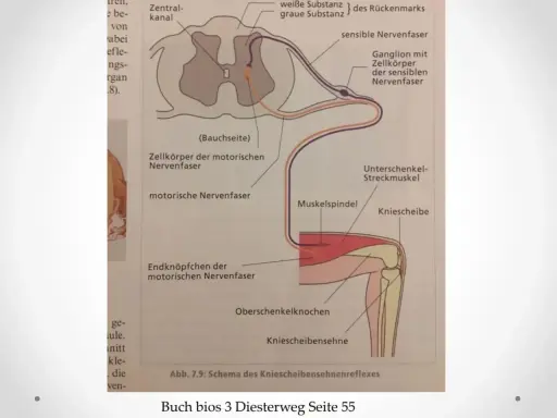 Schema des Kniescheibensehnenreflexes: Nervenbahnen vom Muskelspindel über das Rückenmark zum Streckmuskel, ein Beispiel für einen schnellen Reflex.