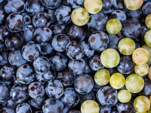 Nahaufnahme von dunklen und hellen Trauben, die an die Herstellung von Wein mit Sulfite erinnern.