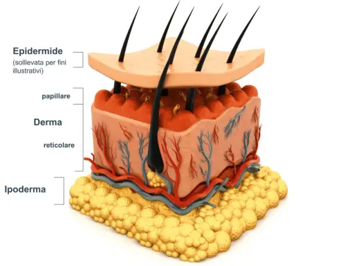 Sezione della pelle: epidermide, derma con vasi sanguigni e follicoli piliferi, e ipoderma adiposo.