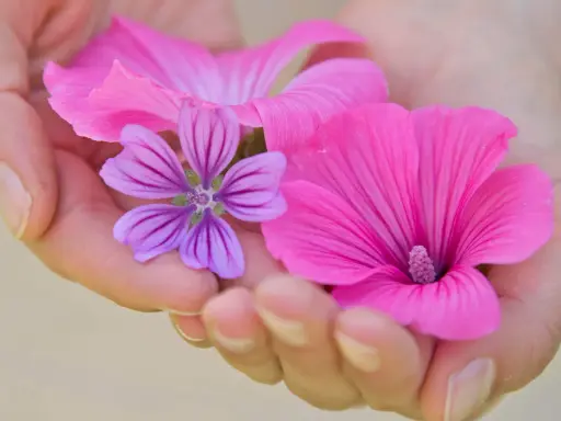 Zarte Hände halten pinke und lila Blüten. Die Malve wirkt beruhigend auf die Psyche, wie diese sanften Farben.