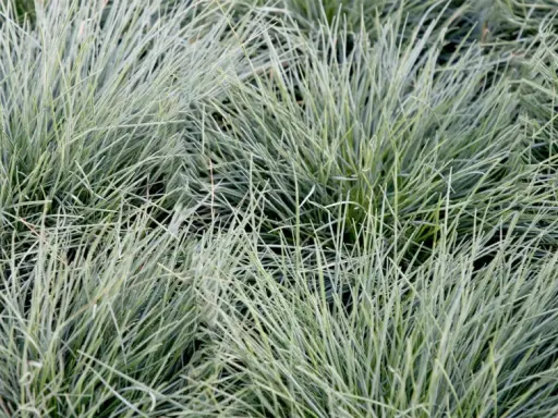Gros plan sur des touffes de fetuque bleu, une graminée ornementale facile d'entretien, aux fines feuilles bleutées.