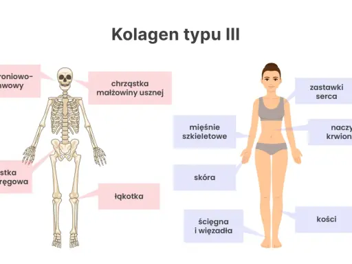 Schemat pokazuje, gdzie występuje kolagen typu III: w skórze, naczyniach krwionośnych, mięśniach, ścięgnach, więzadłach, chrząstkach i kościach.