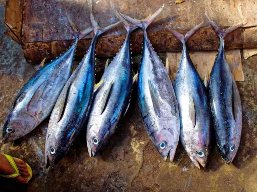 Sei tonni rossi freschi, con riflessi blu e gialli, adagiati su un piano di legno grezzo.