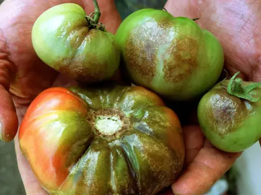 Hände halten grüne und rote Tomaten mit braunen Flecken, Anzeichen von Phytophthora an Tomaten.