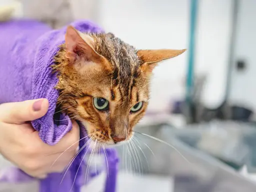 En blöt bengaliskatt, insvept i en lila handduk, ser lite skeptisk ut efter sitt bada.
