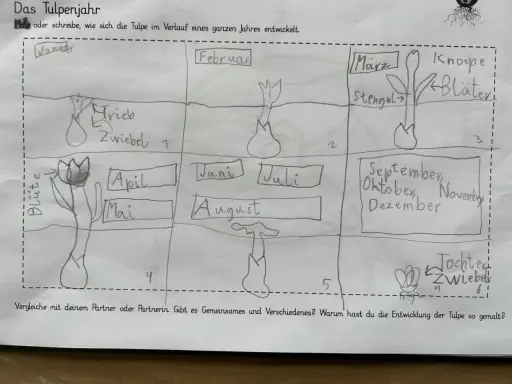 Zeichnung eines Tulpenjahres für das Herbarium der Schule: Von der Zwiebel im Januar bis zur Blüte im Mai und zurück zur Zwiebel im Herbst.