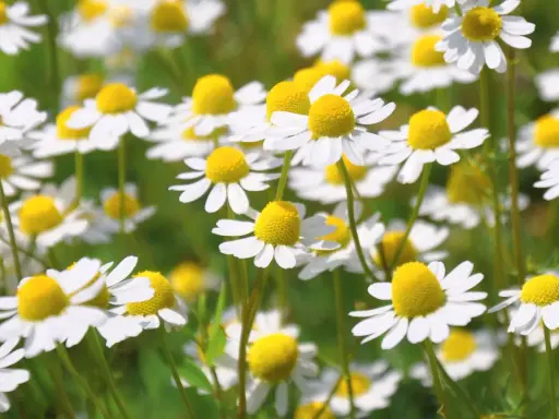Ein Feld voller Kamillenblüten, bereit zum Kamille ernten. Die kleinen weißen Blüten mit gelben Zentren sind im Fokus.