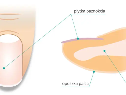 Przekrój palca z widoczną płytką paznokcia i opuszkiem. Paznokieć to wytwór naskórka chroniący paliczek.