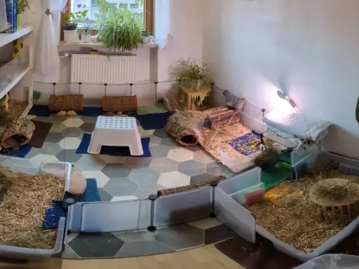Ein geräumiges Meerschweinchen Gehege, inspiriert von Kallax Regalen, mit viel Einstreu, Häusern und Verstecken für die kleinen Nager.