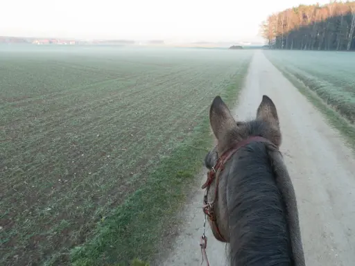 Pferd auf einem Feldweg, Nebel über den Feldern. Der richtige **trabstangen abstand** ist wichtig für ein gutes Training.