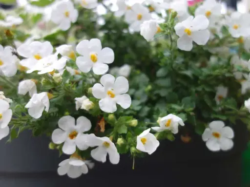 Un tapis de petites fleurs blanches, comme une **bacopa fleur**, décore un pot. Leurs cœurs jaunes apportent une touche de lumière.