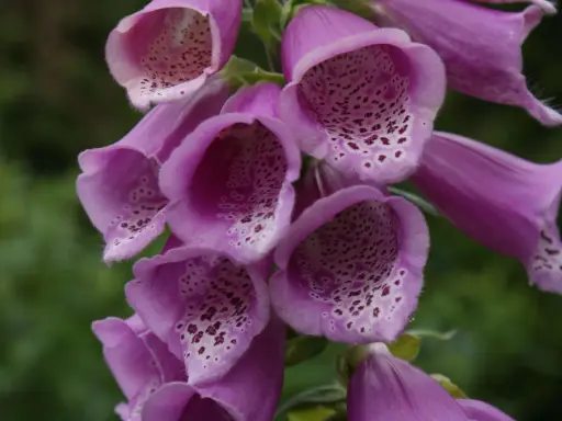 En klunga lila digitalis purpurea-blommor med prickiga insidor mot en grön bakgrund.