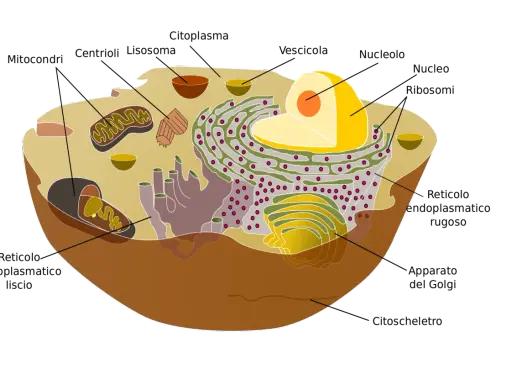 Diagramma di una cellula animale con organelli come mitocondri, nucleo e reticolo endoplasmatico. Il nucleo, con il suo nucleolo, è una parte vitale della cellula.