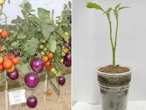 Comparaison : une plante aubergine mature et fruitée à gauche, et un jeune plant d'aubergine à droite.