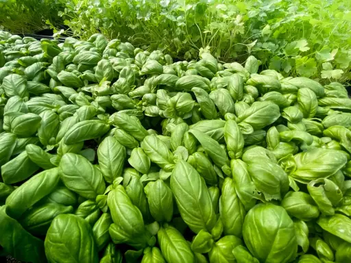 Un champ de jeunes plants de basilic prêts à être transplantés. Leurs feuilles vertes et brillantes promettent une belle récolte.
