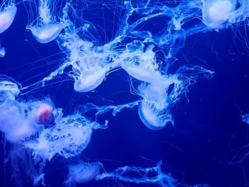 Un gruppo di meduse gigantesche fluttua nell'oscurità blu, con i loro tentacoli luminosi che si estendono.