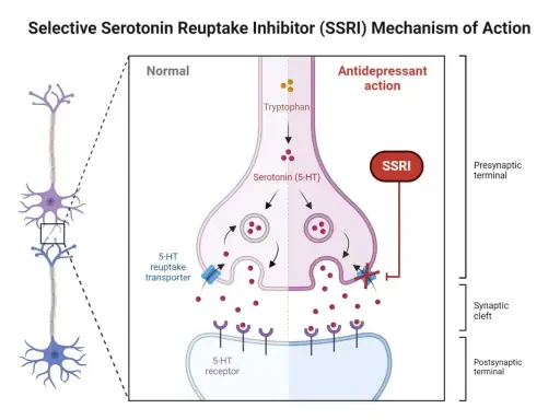 Mechanizm działania SSRI: jak citabax wpływa na synapsę, blokując wychwyt zwrotny serotoniny i zwiększając jej dostępność.