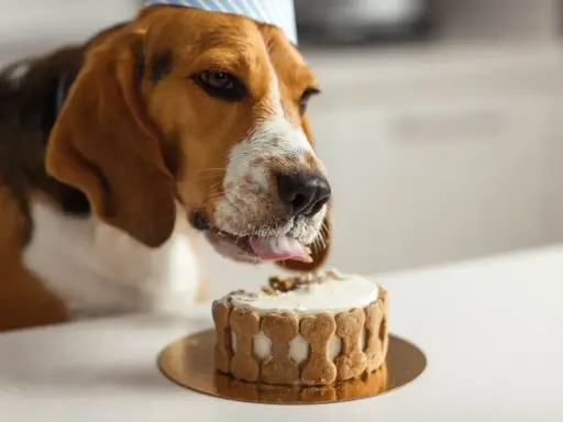 Un beagle porte un chapeau de fête et lèche un délicieux gâteau pour chien orné d'os en biscuit.