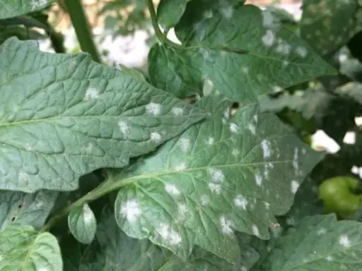Hojas de tomate con manchas blancas, indicando posible oídio.