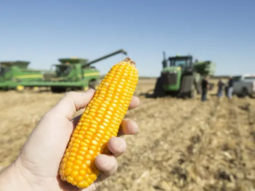 A hand holds a ripe ear of corn, with harvesters and tractors in the background, hinting at the current price per bushel of corn.