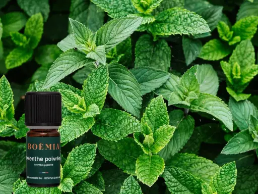 Flacon d'huile essentielle de menthe poivrée bio, entouré de feuilles de menthe fraîche. Attention, la menthe poivrée danger si mal utilisée.