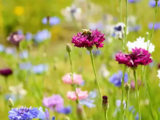 Une abeille solitaire butine une fleur rose vif au milieu d'un champ de fleurs sauvages bleues, roses et blanches.