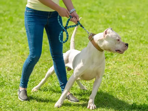 Un chien blanc sur une laisse, visiblement effrayé, se tient sur l'herbe. Mon chien a peur de tout dans la rue, il est si anxieux.