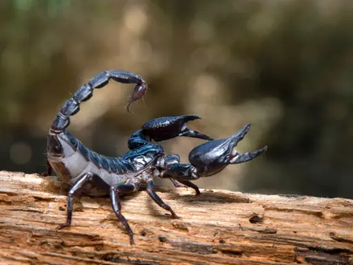 Czarny skorpion na drewnie, jakby czytał swój skorpion horoskop miłosny.