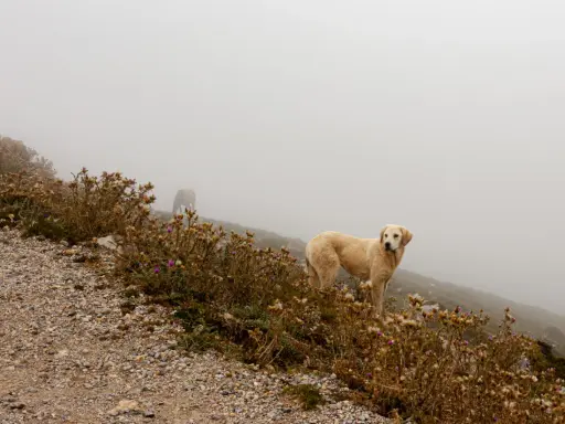 Perro dorado y caballo en la niebla. La imagen necesita mejorar nitidez foto para apreciar los detalles del paisaje y los animales.