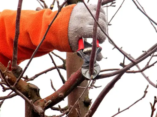 Mit einer orangefarbenen Jacke und Handschuhen wird ein Ast mit einer Astschere geschnitten. Der Apfelbaum wird für den Frühling vorbereitet.