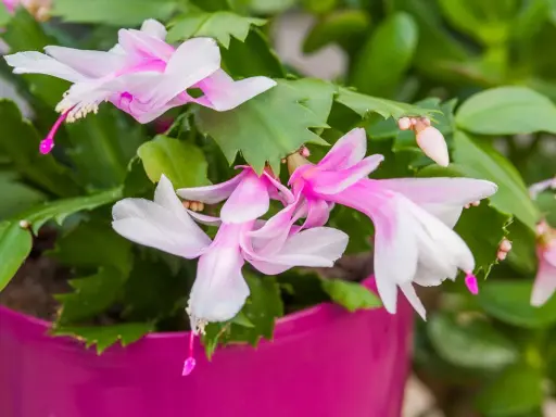 Fleurs roses et blanches d'un cactus de Noël, parfait pour un entretien facile.