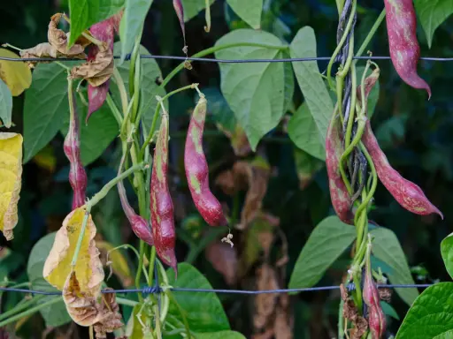 Reife feuerbohnen hängen an der Ranke. Die grünen Blätter und die violett-grünen Schoten sind bereit zum ernten.
