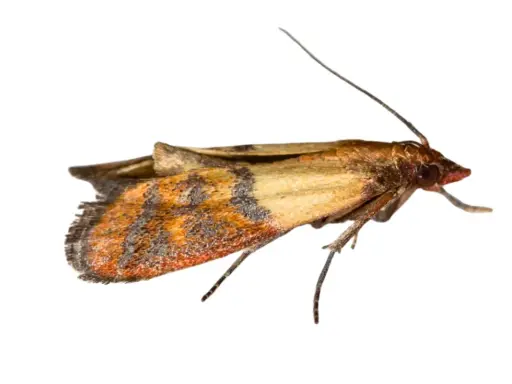 A close-up of an angoumois grain moth with intricate wing patterns.