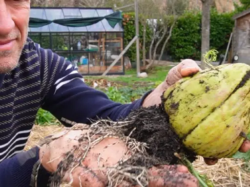 Un jardinier montre une chayotte fraîchement récoltée, avec ses racines encore terreuses. La culture de chayotte est une passion.