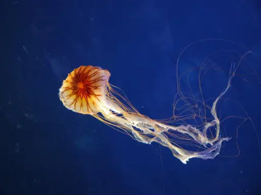 Una medusa striata, con tentacoli lunghi e sottili, fluttua nel blu profondo.