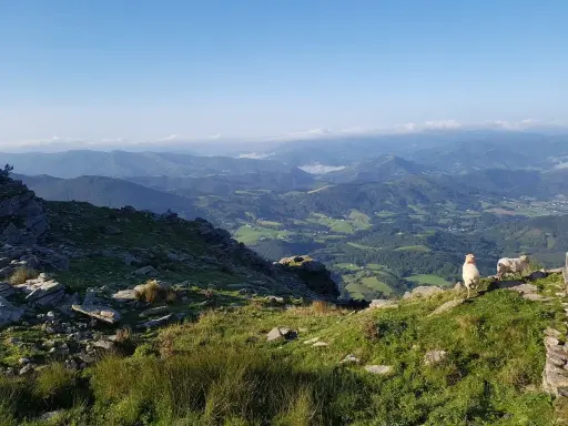 Schafe grasen auf La Rhune, mit Blick auf grüne Täler und Berge.